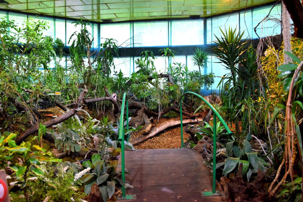 Jak wyglądała motylarnia w ZOO w Poznaniu