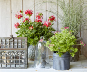 Pelargonia o ciekawych kwiatach