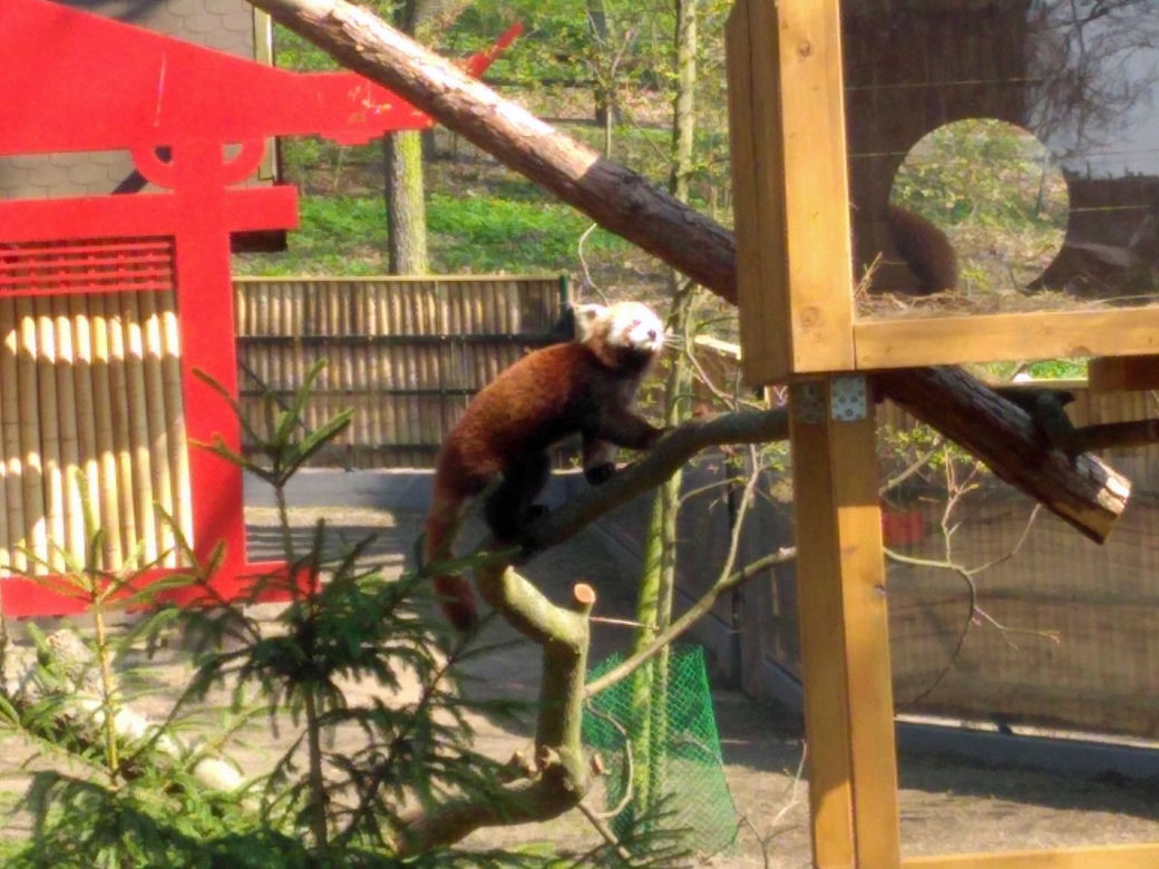 Pandy w Ogrodzie Zoobotanicznym w Toruniu