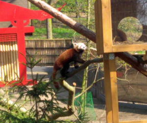 Pandy w Ogrodzie Zoobotanicznym w Toruniu