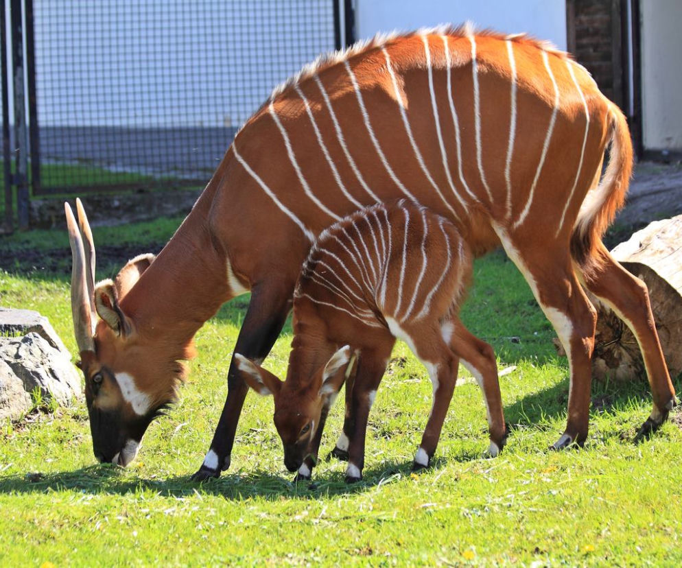 Wybierz imię dla małej antylopy. Baby bongo czeka na Twoje propozycje! 