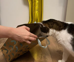 Rok temu walczył o życie. Dziś kot Panduś świętuje rocznicę w nowym domu