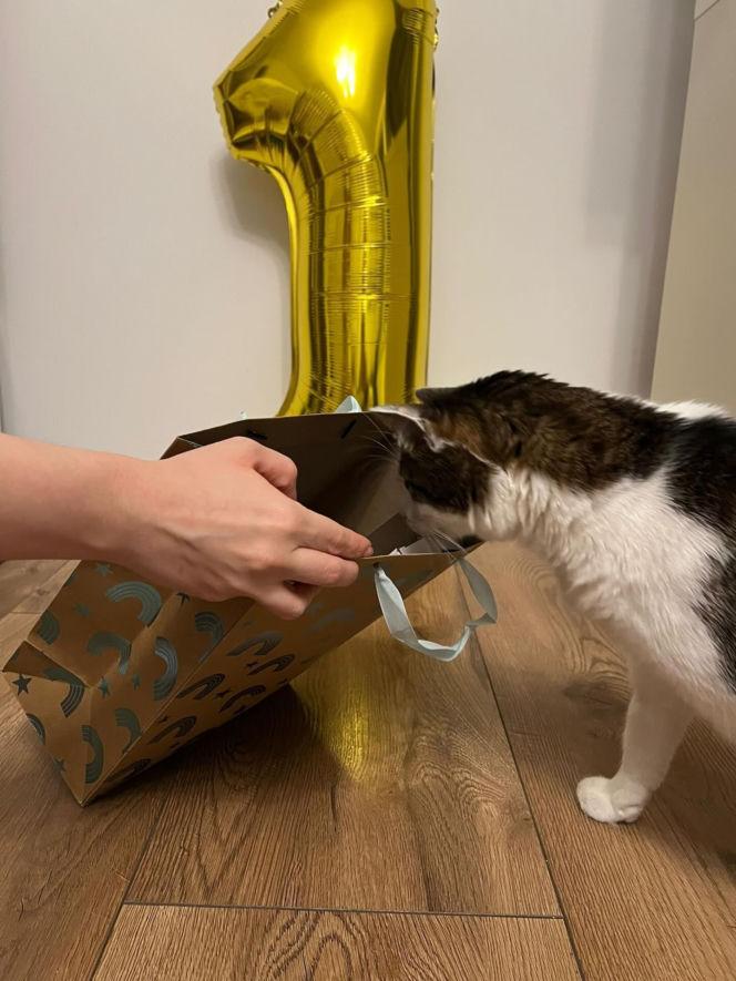 Rok temu walczył o życie. Dziś kot Panduś świętuje rocznicę w nowym domu