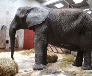 Dramatyczna akcja w zoo 