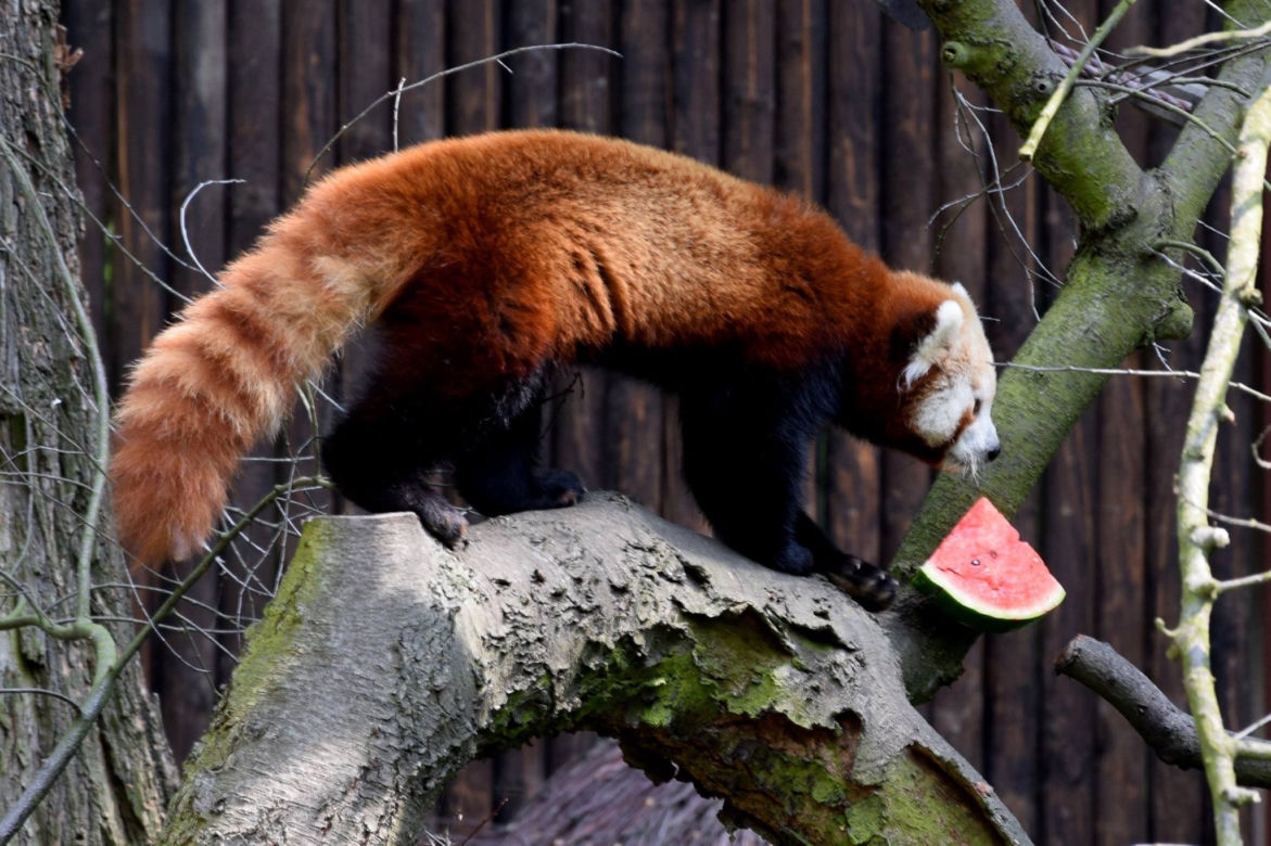 Zoo w Poznaniu chwali się pandami rudymi. Tylko na nie popatrzcie!