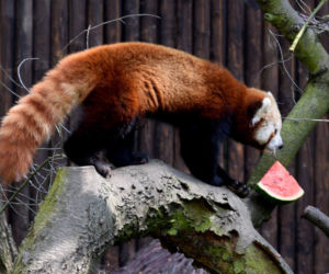 Zoo w Poznaniu chwali się pandami rudymi. Tylko na nie popatrzcie!