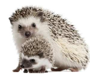 Jeż pigmejski