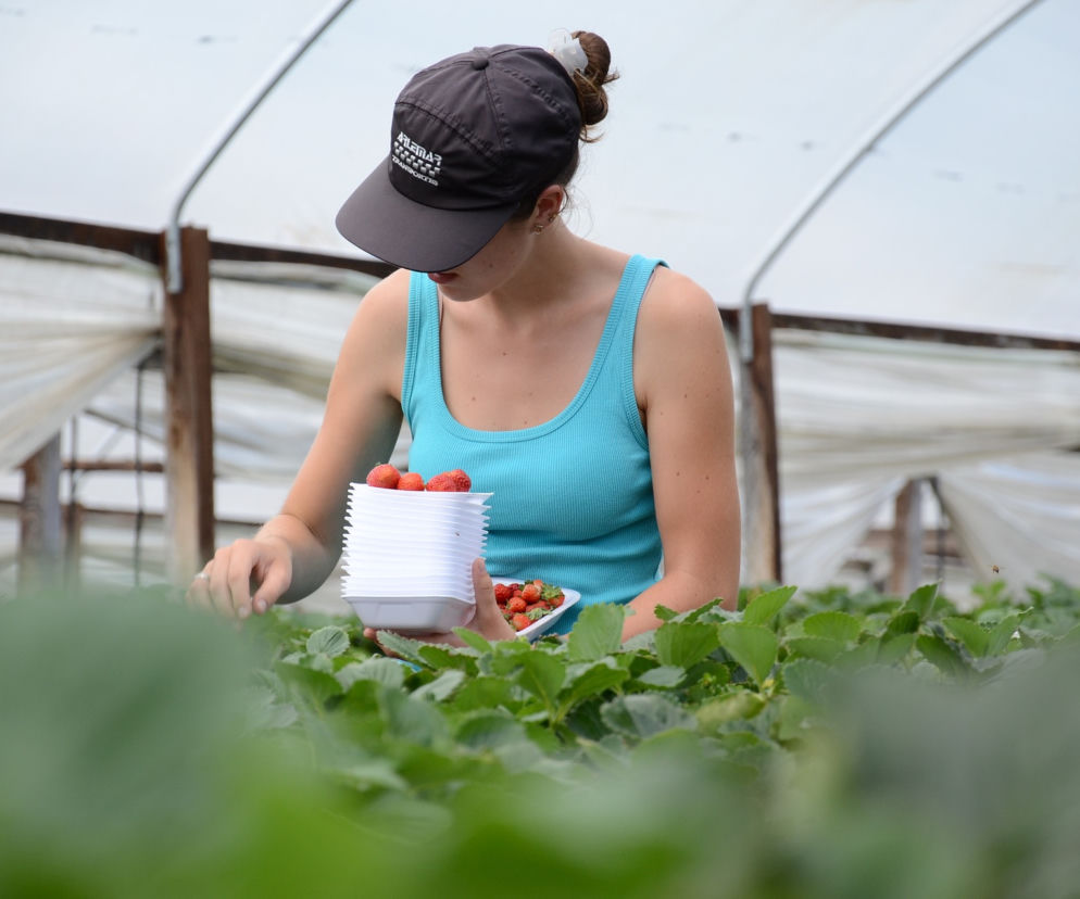Szukają Polaków do pracy. Nawet 13 tys. zł miesięcznie bez znajomości języka