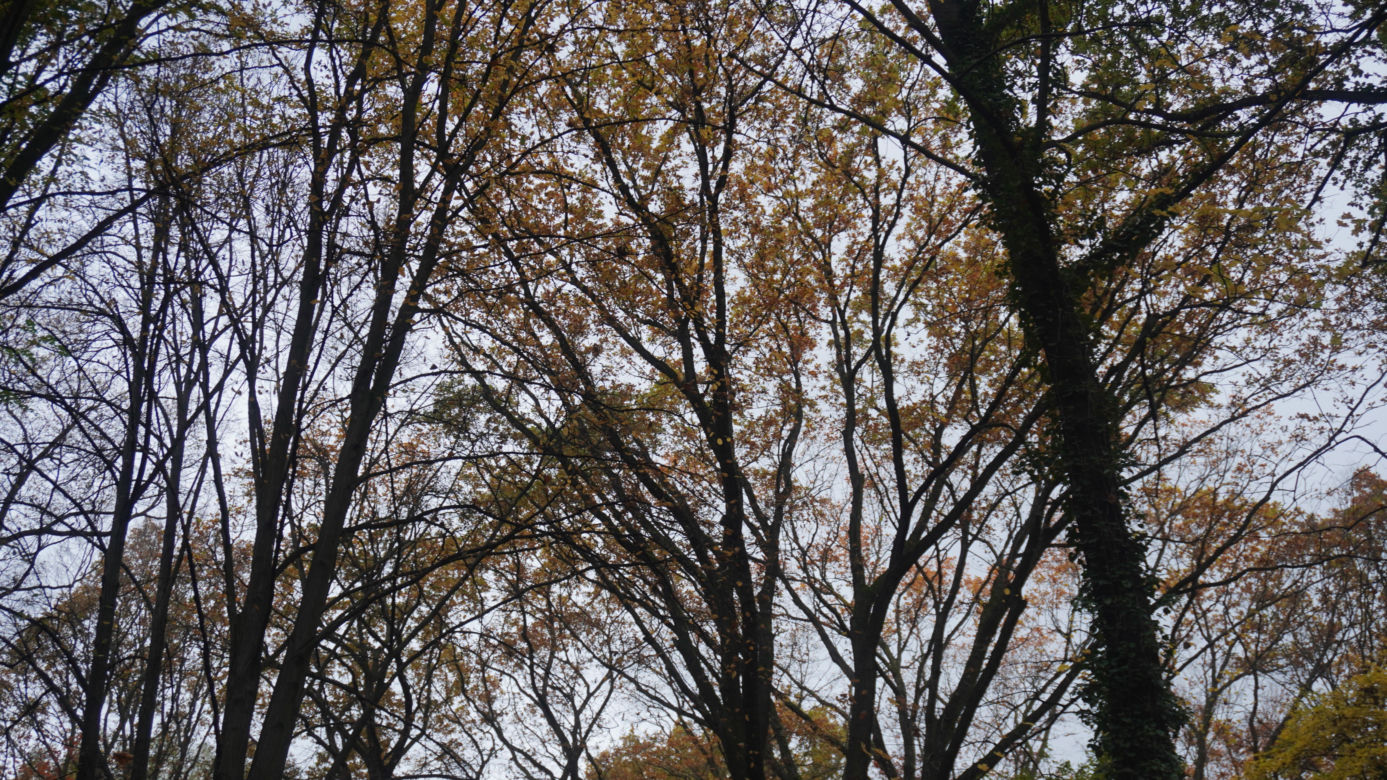 Park Sołacki w Poznaniu jesienią