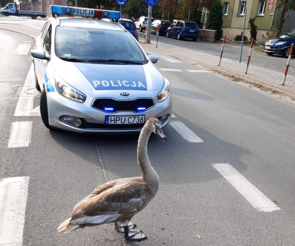 Nietypowy pieszy na drodze w powiecie kościańskim. Musiała interweniować policja 