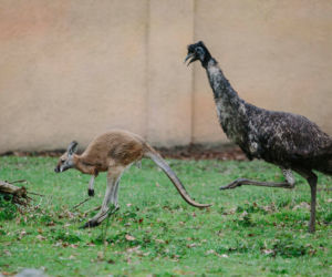 W Łódzkim ZOO na świat przyszedł mały kangurek