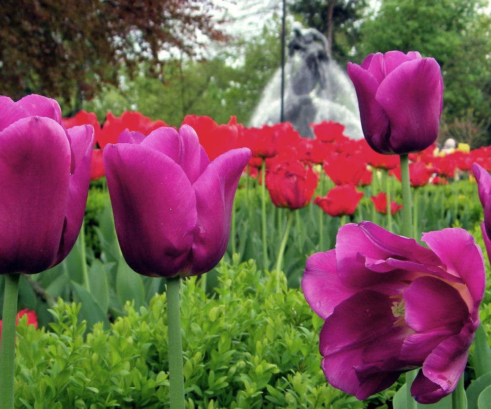 Tulipany w parku Kazimierza Wielkiego