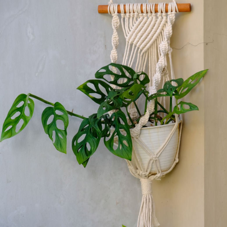 Monstera adansonii