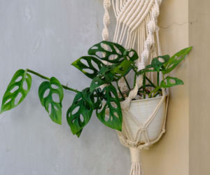 Monstera adansonii