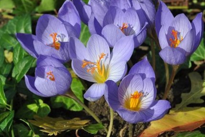 Galeria: Krokus okazały