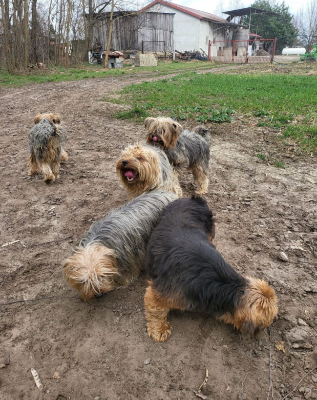 Yorki porzucone w Suliszewie 