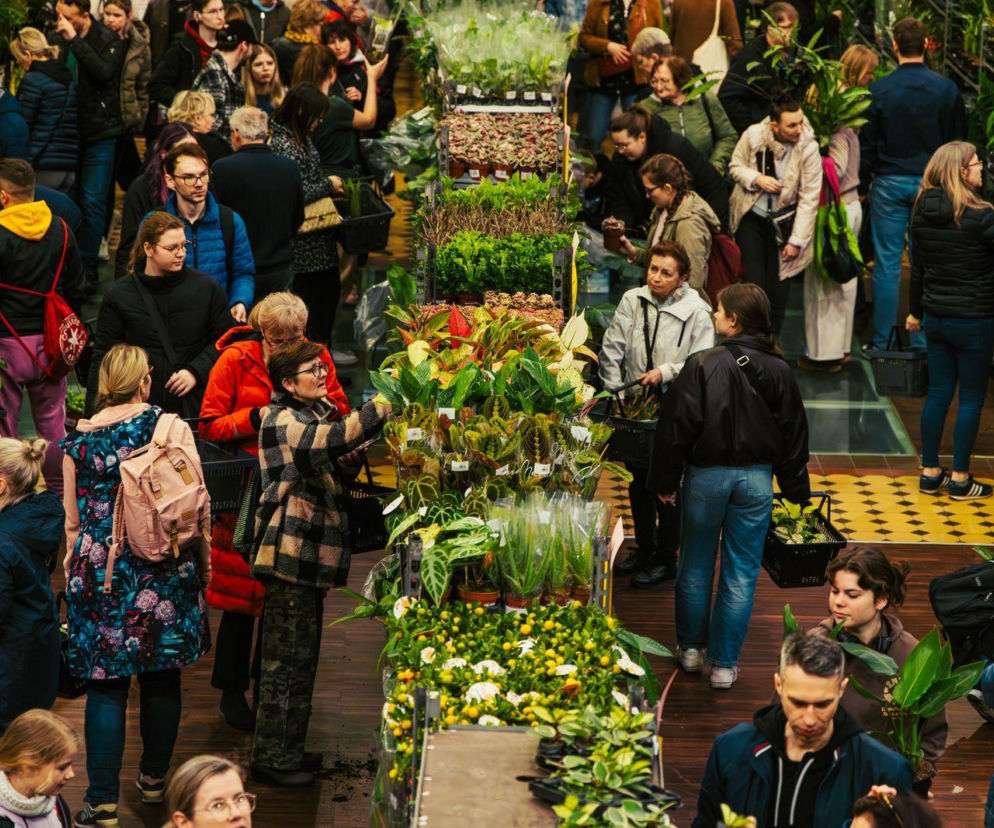 Festiwal Roślin trwa w Nowym Sączu. To coś dla fanów kwiatów i zieleni
