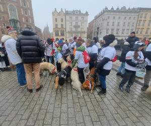 34. finał WOŚP w Krakowie. Golden Retrievery na Rynku Głównym