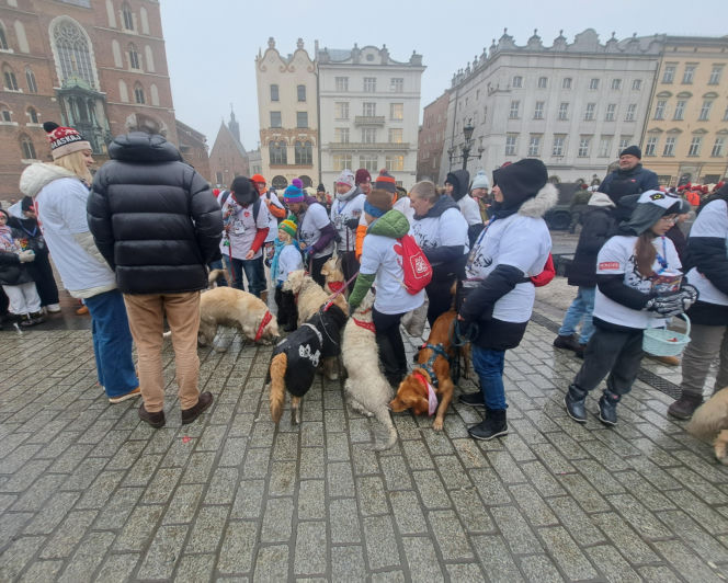 34. finał WOŚP w Krakowie. Golden Retrievery na Rynku Głównym