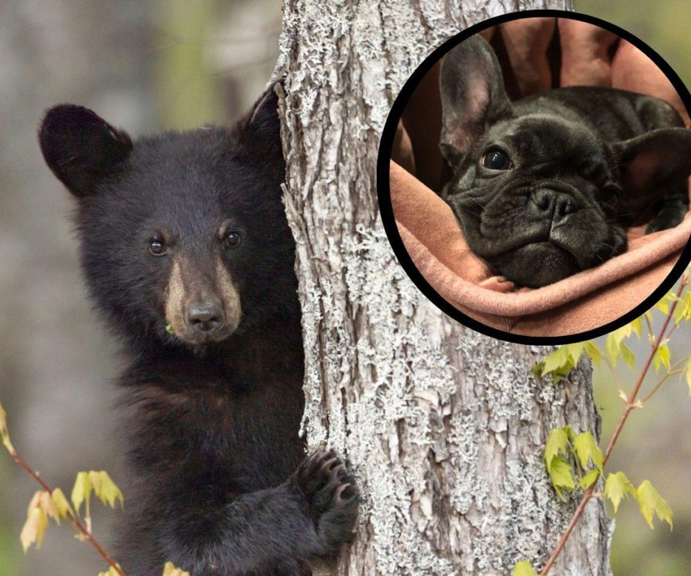 Czarny niedźwiedź za drzewem. Na miniaturze czarny buldog francuski. O bohaterskim psie z Kalifornii przeczytasz w Eska.