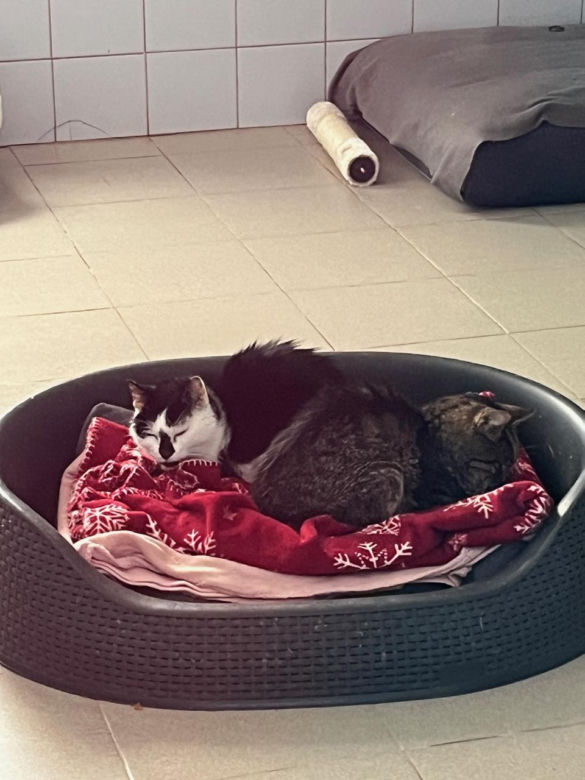Dzień Kota w Schronisku dla Bezdomnych Zwierząt w Lublinie