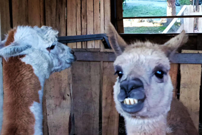 Żywa szopka w Żydowcach