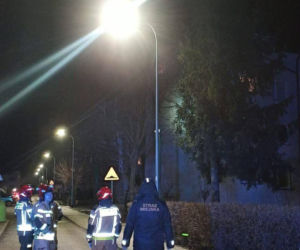 Kot utknął wysoko na drzewie. Spektakularna akcja służb w Ostrowie!