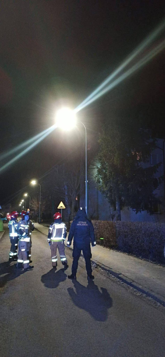 Kot utknął wysoko na drzewie. Spektakularna akcja służb w Ostrowie!