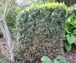 Gdy zniknie pokrywa śnieżna i wyjdzie słońce spryskaj tym bukszpan. Nie tylko uchroni Cię przed ćmą bukszpanową, ale także wzmocni system korzeniowy