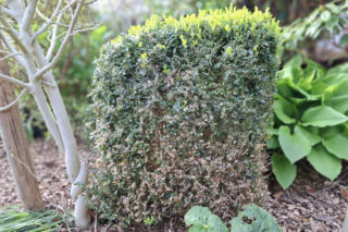 Gdy zniknie pokrywa śnieżna i wyjdzie słońce spryskaj tym bukszpan. Nie tylko uchroni Cię przed ćmą bukszpanową, ale także wzmocni system korzeniowy