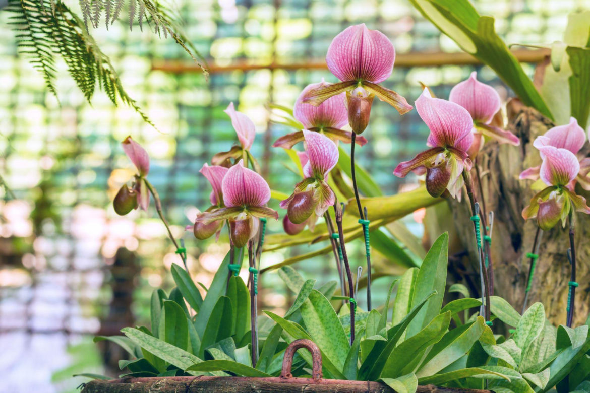 Paphiopedilum