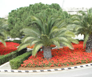Zielone ronda