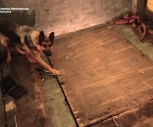 Pies-celnik stanął na wysokości zadania