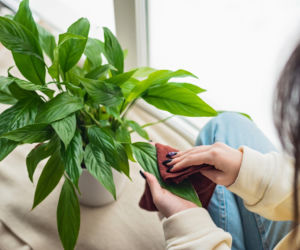 Wyciskam kilka kropel i przecieram liście kwiatów przed świętami. Rośliny lśnią niczym pierwsza gwiazdka