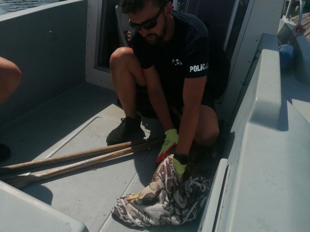 Nietypowa akcja policjantów z Torunia. Uratowali tonącego bielika