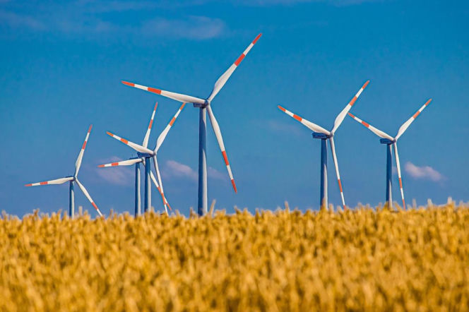 Turbiny wiatrowe na polu zboża pod błękitnym niebem. O kosztach wyłączania zielonej energii przeczytasz w serwisie Eska.