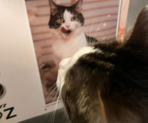 Kot Pandek zapozował do kalendarza KTOZ na 2026 rok