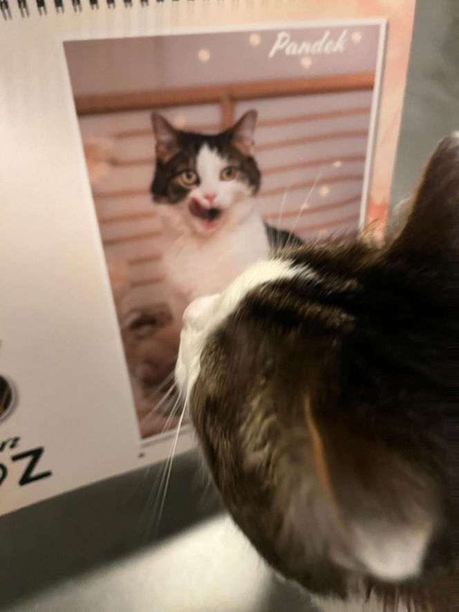 Kot Pandek zapozował do kalendarza KTOZ na 2026 rok