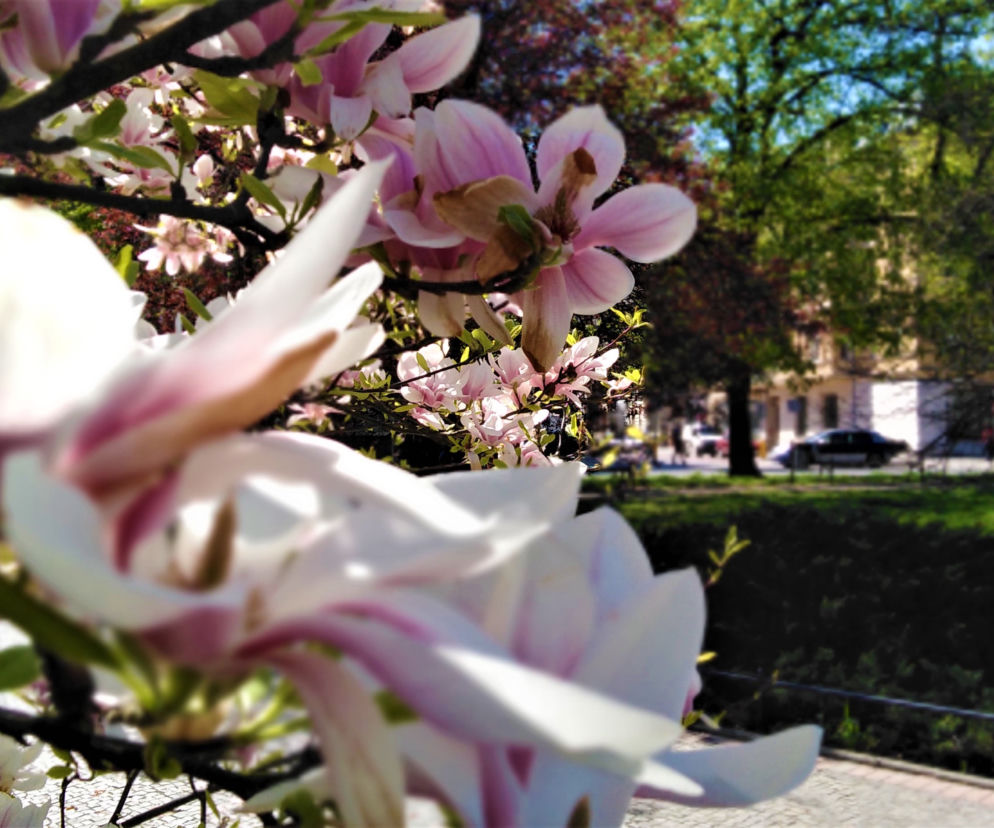 Magnolie w Szczecinie