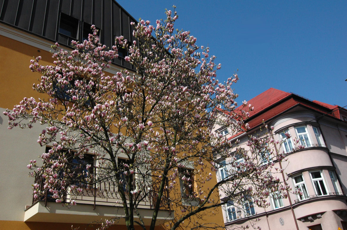 Szlak Magnolii w Cieszynie