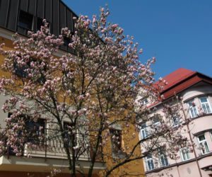 Szlak Magnolii w Cieszynie