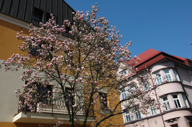 Szlak Magnolii w Cieszynie
