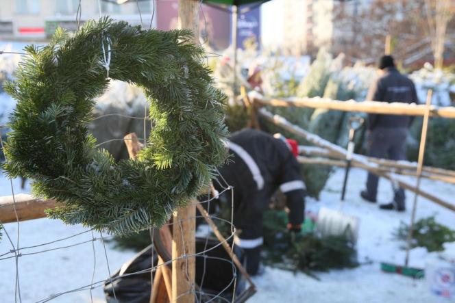 Sprzedaż choinek