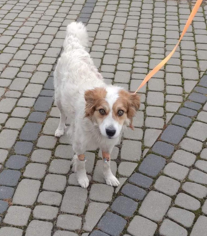 Potwór strzelił do psa. Zwierzę umierało samotnie w przydrożnym rowie. Trwa walka o jej życie