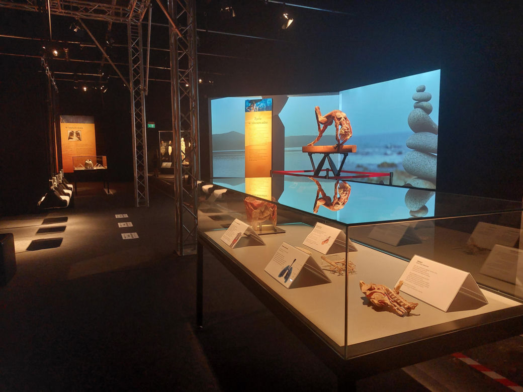 Wystawa Body Worlds w Szybie Wilson w Katowicach