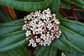 Kalina Dawida - Viburnum davidii