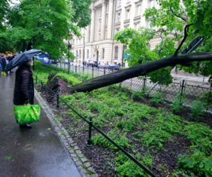 Kraków: O krok od tragedii na Basztowej. Potężne drzewo runęło na ulicę i torowisko