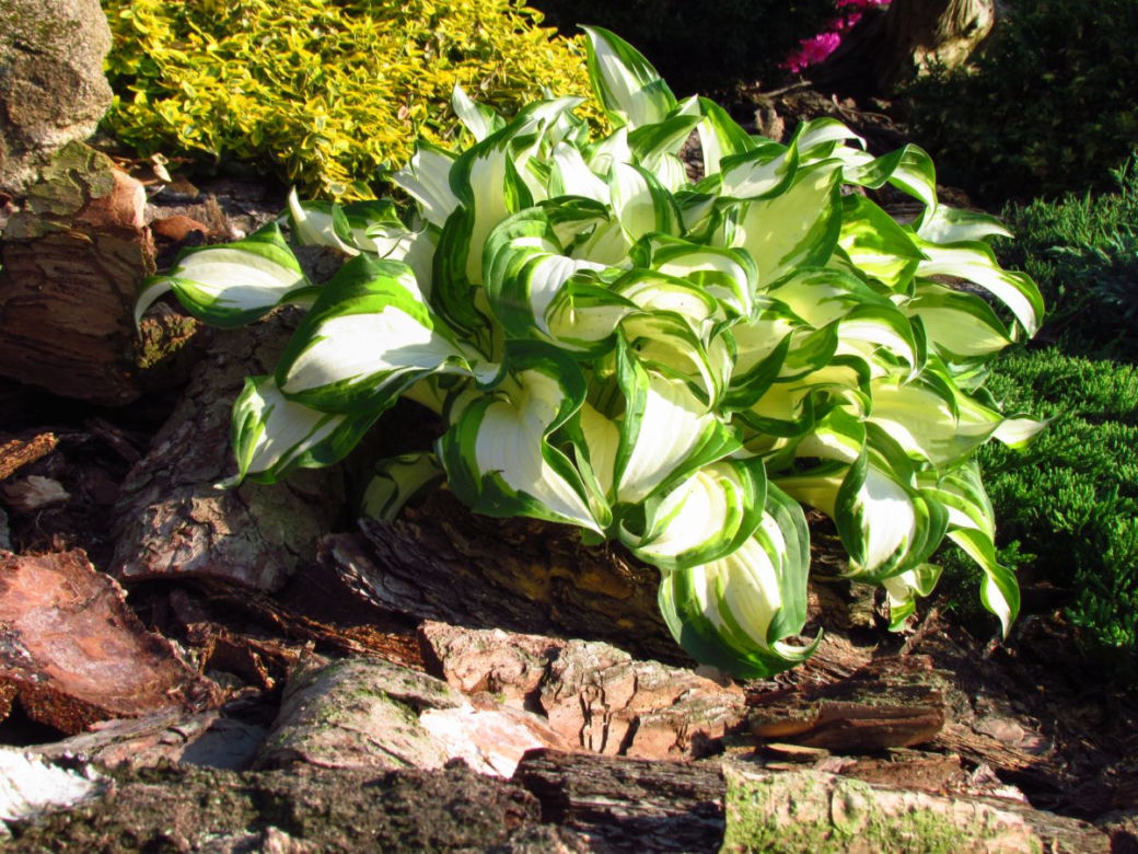 funkie
