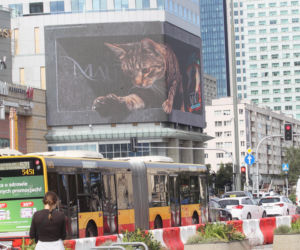 Kot na ekranie reklamowym LED Warsaw STAGE na wieżowcu Skylight