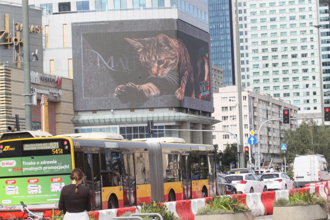 Kot na ekranie reklamowym LED Warsaw STAGE na wieżowcu Skylight